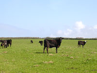 North Devon agriculture