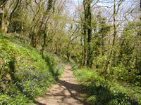 Bluebells line the path at Brownsham